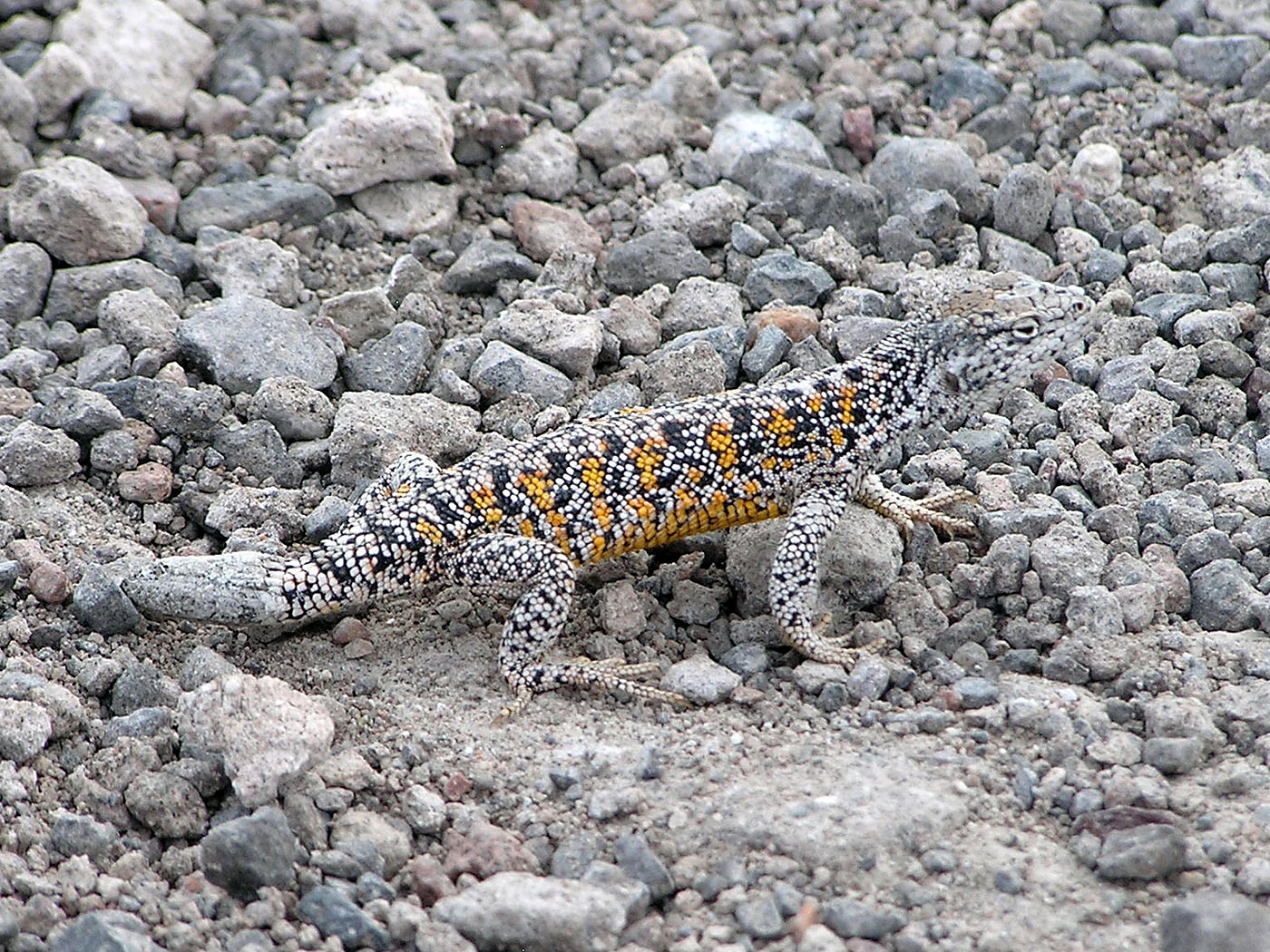 Lizard, Laguna Chaxa, San Pedro de Atacama, Chile